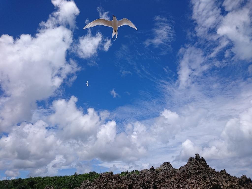 素泊まりの宿かえるやぁ 今帰仁村 エクステリア 写真